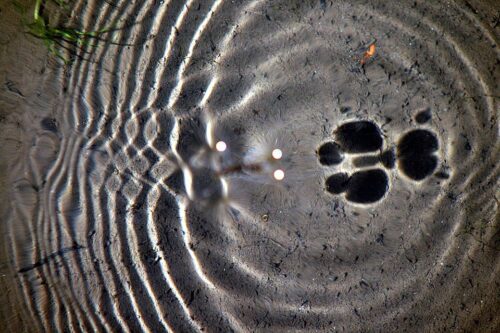 Ondas en el agua.